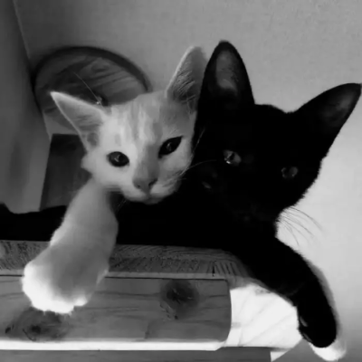 小猫