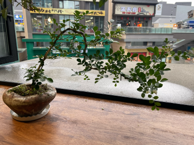 苔Moss