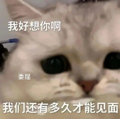 表情包