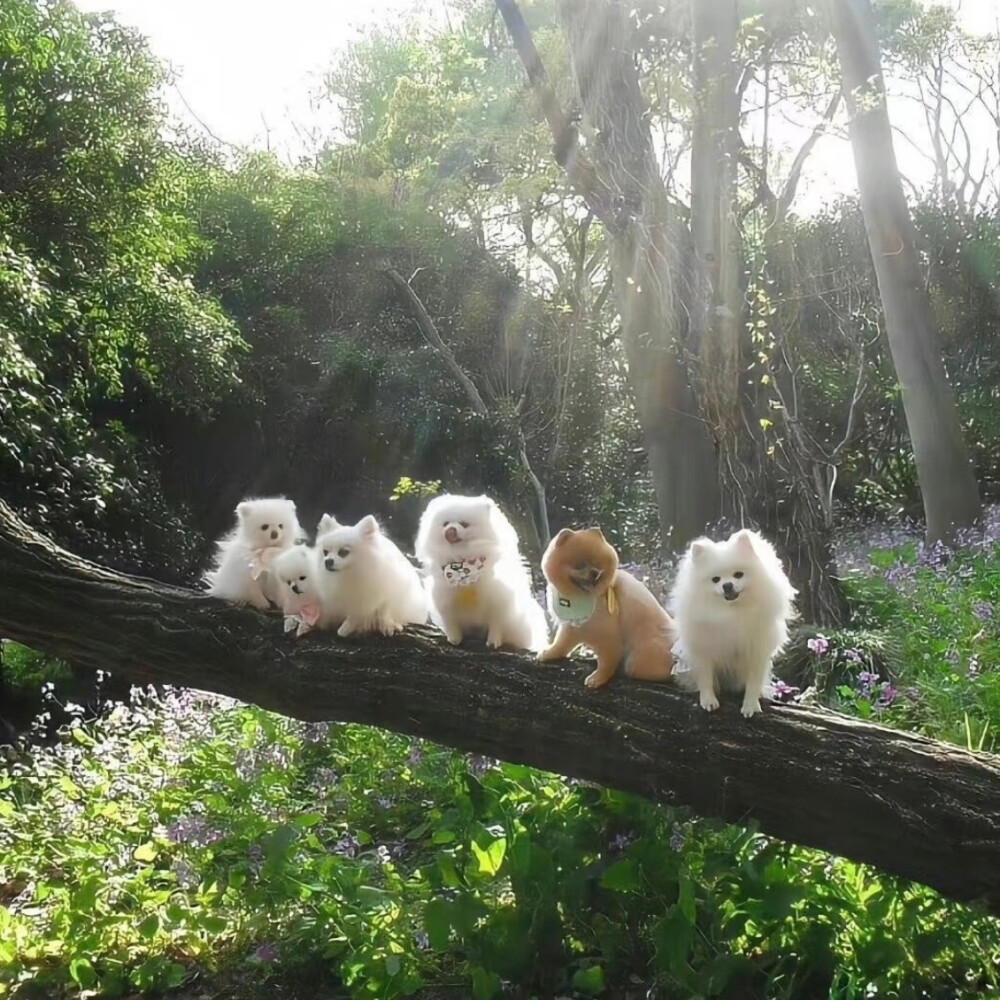  ˚♡₊⁺ 행복은，我的爱是青苹果的心脏