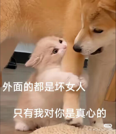 表情包