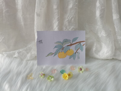 47 桔（绘画 | 水彩 | 果花甘04）
2018.6.14
桔树，清的沉绿，枝叶繁茂，枝干硬朗。
金黄的果实缀在叶间，阳光透过叶隙，桔子上笼罩着柔和的光晕。桔子是暖的，阳光也是暖的。
枝干硬而色浓，叶是浓密的，桔子圆得…