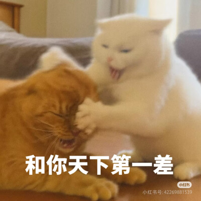 表情包