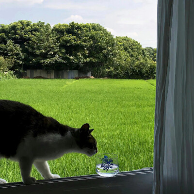 背景