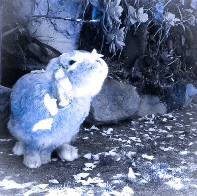  (\⑅(\
໒꒰ྀི˶´˘`˵꒱ྀི১