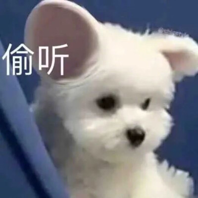 表情包