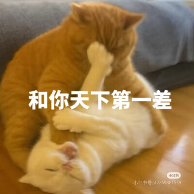 表情包