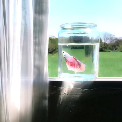 ：树下 我是我的夏天