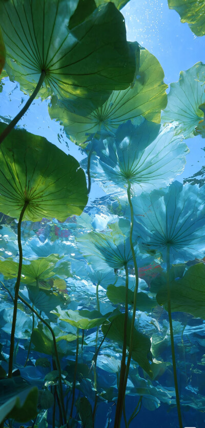 壁纸