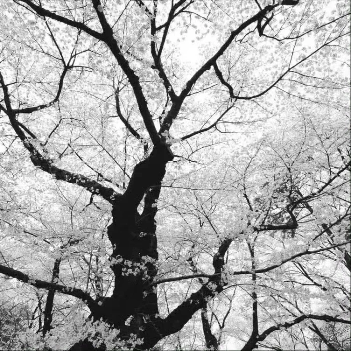 
颂椿送的嘿嘿嘿
