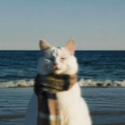 猫猫头像