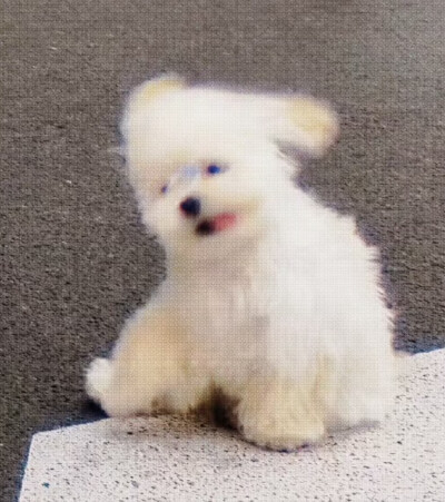 开心小狗