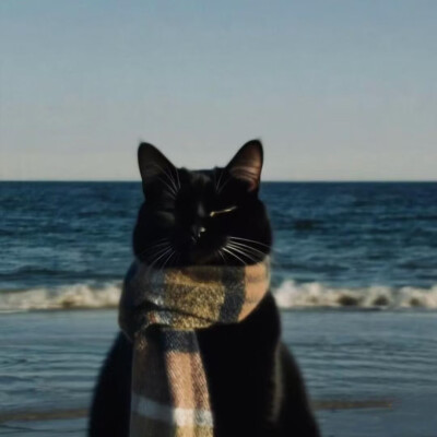 猫猫头像