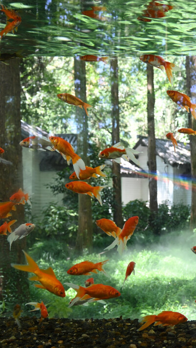 林下水间金鳞舞