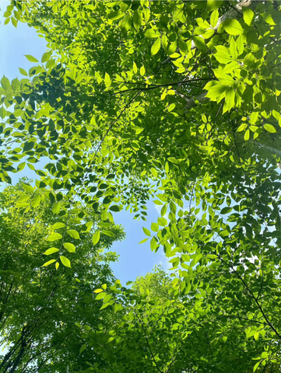 树的背景图 绿色系背景图