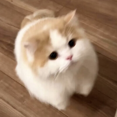 哈基米