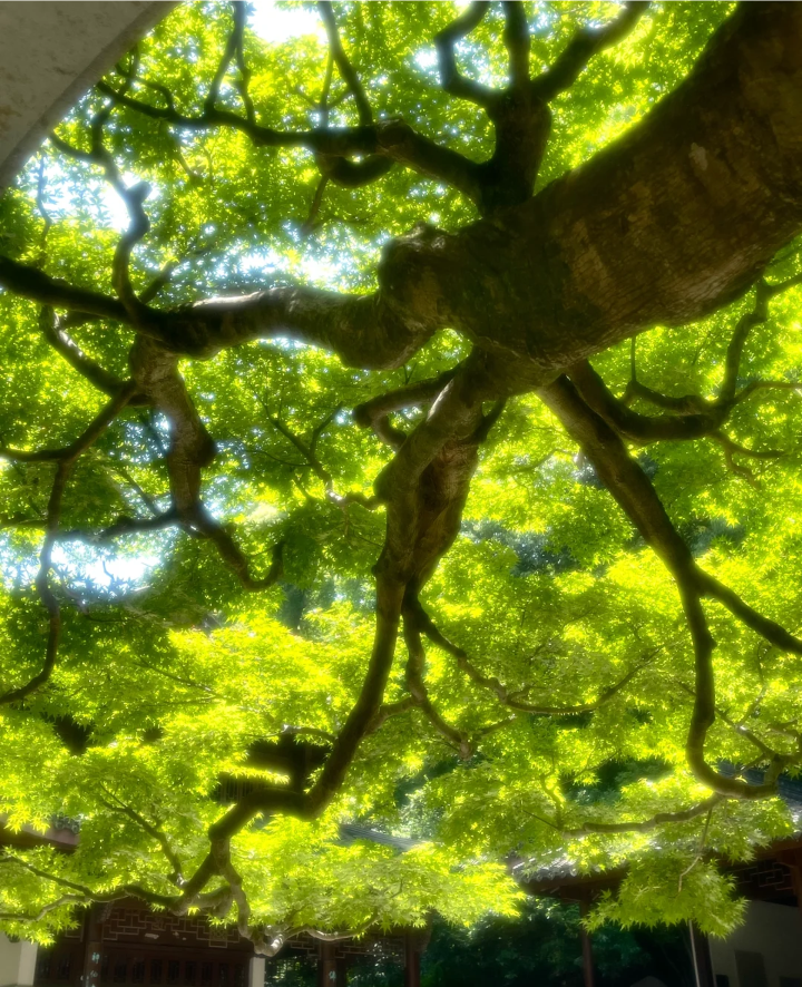 树的背景图 绿色系背景图