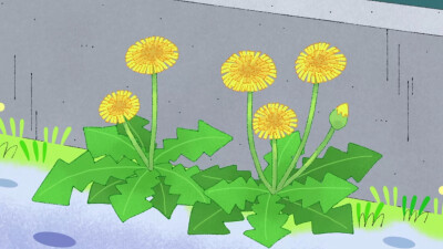 蒲公英
