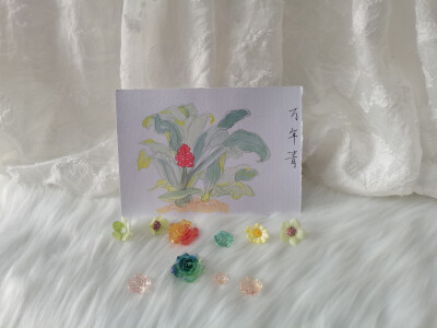 48 万年青（绘画 | 水彩 | 果花甘04）
2018.6.15
万年青，又名龙胆草、竹叶兰、冬不凋，有健康长寿、吉祥如意的寓意。
万年青是天门冬科、万年青属的植物。叶子很像兰花或者君子兰，一叶一叶纤长地向外伸展着，有点…