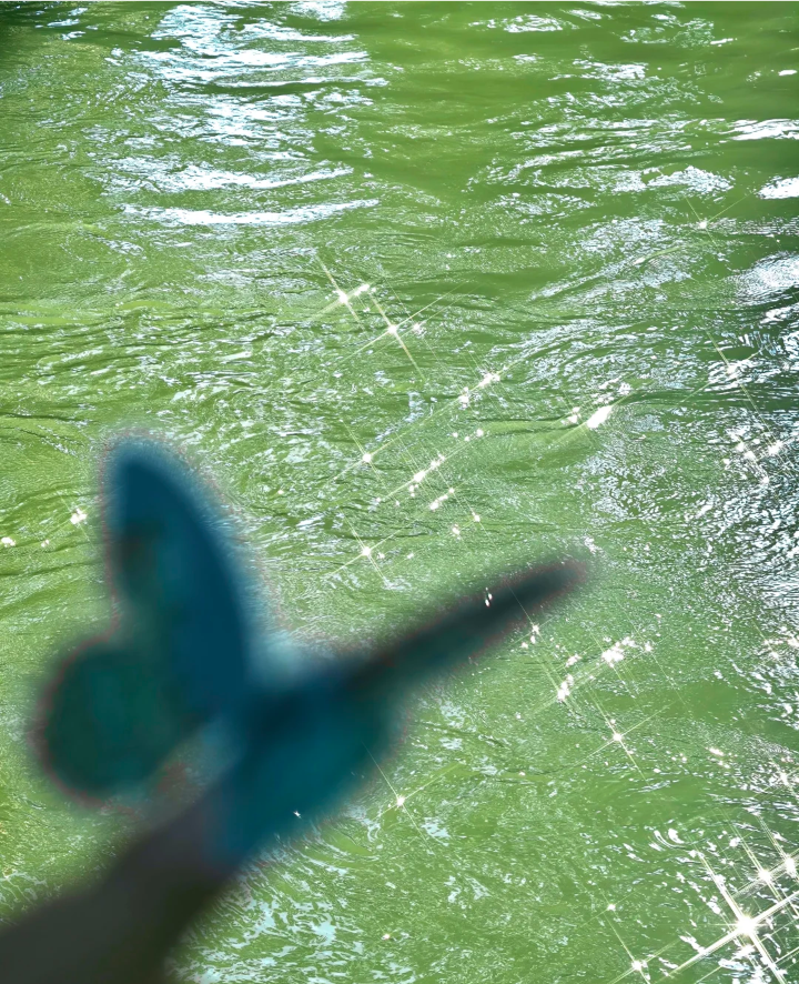 蝴蝶背景图 绿色系背景图