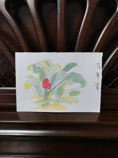 48 万年青（绘画 | 水彩 | 果花甘04）
2018.6.15
万年青，又名龙胆草、竹叶兰、冬不凋，有健康长寿、吉祥如意的寓意。
万年青是天门冬科、万年青属的植物。叶子很像兰花或者君子兰，一叶一叶纤长地向外伸展着，有点…