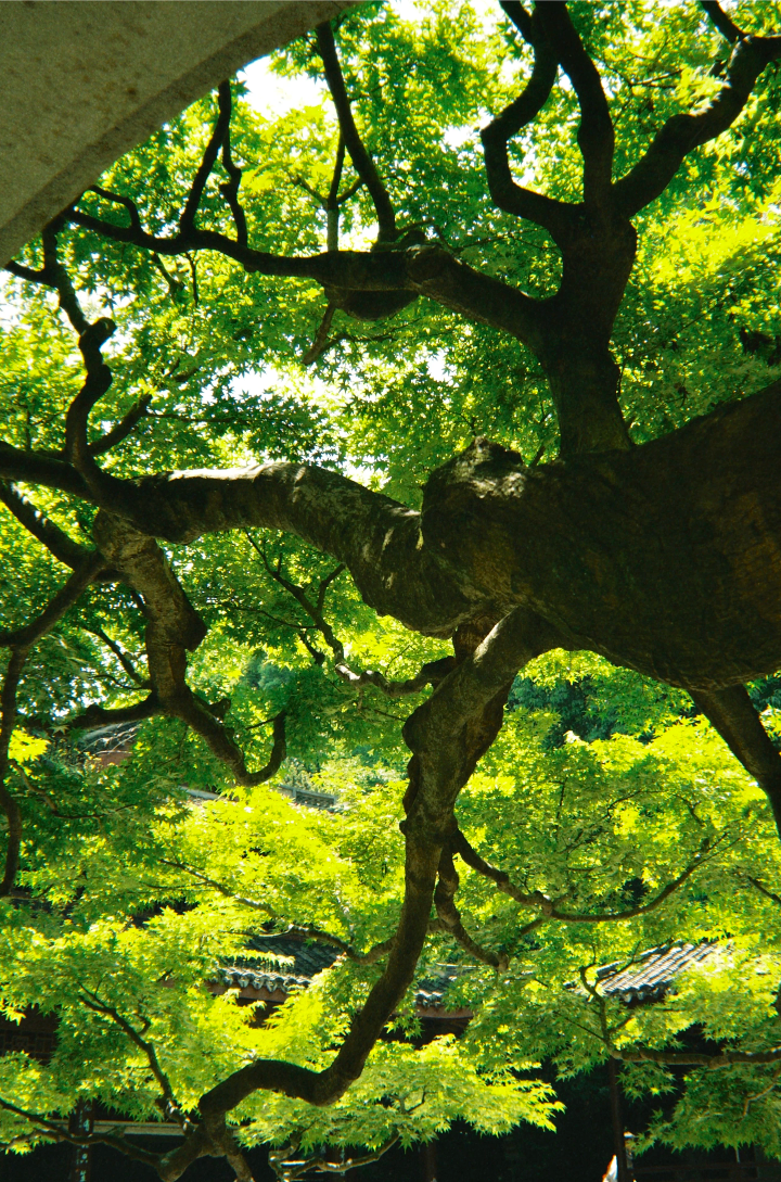 树的背景图 绿色系背景图