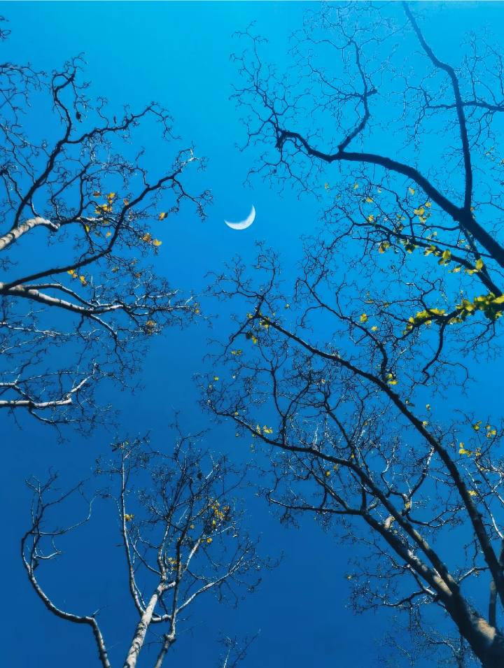 树的背景图 蓝色系背景图