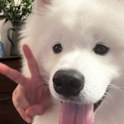 哈基米