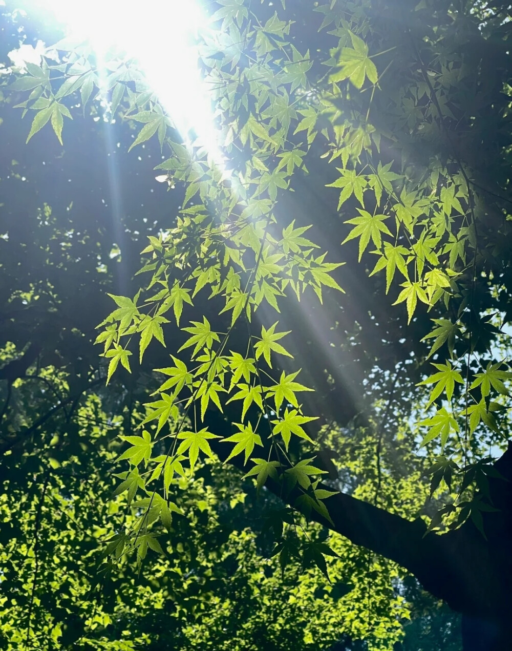 树的背景图 绿色系背景图