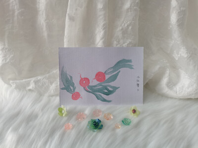 49 水红萝卜（绘画 | 水彩 | 果花甘04）
2018.6.14
水红萝卜，是一种小小的红萝卜，也叫小红萝卜。
圣女果大小的个头，外表明艳艳地红着，有的是偏冷色的玫红，有的是明亮的朱红，内里是晶莹的白，像玉。水红萝卜，…