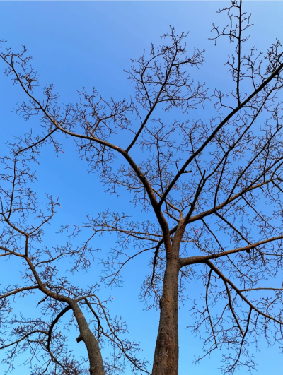 树的背景图 蓝色系背景图