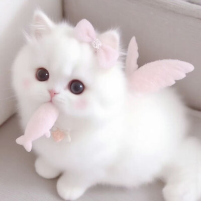 世界是小貓形狀的=ᗜωᗜ=