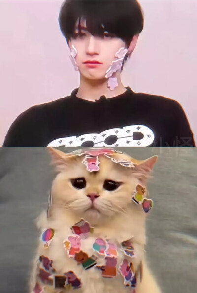 猫咪统治地球