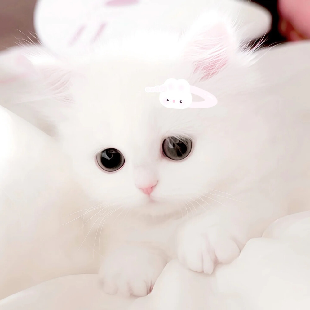 世界是小貓形狀的=ᗜωᗜ=