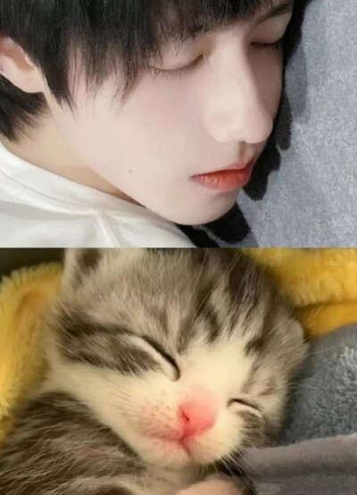 猫咪统治地球