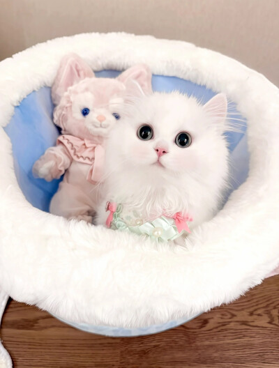 世界是小貓形狀的=ᗜωᗜ=