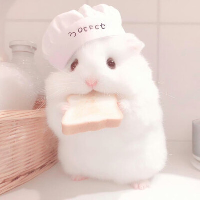 世界是小貓形狀的=ᗜωᗜ=