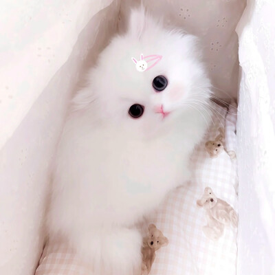 世界是小貓形狀的=ᗜωᗜ=