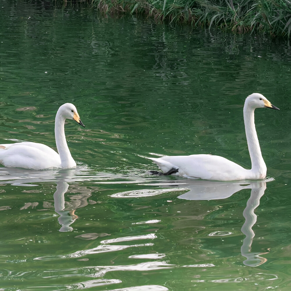 ：病树前头萬木春