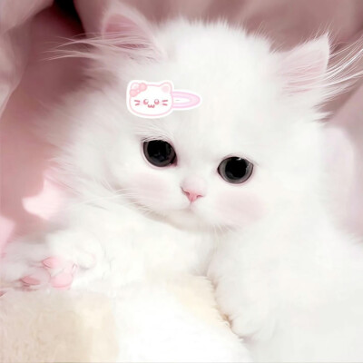 世界是小貓形狀的=ᗜωᗜ=