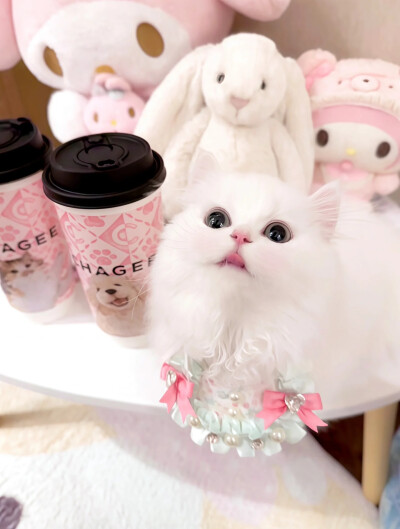 世界是小貓形狀的=ᗜωᗜ=