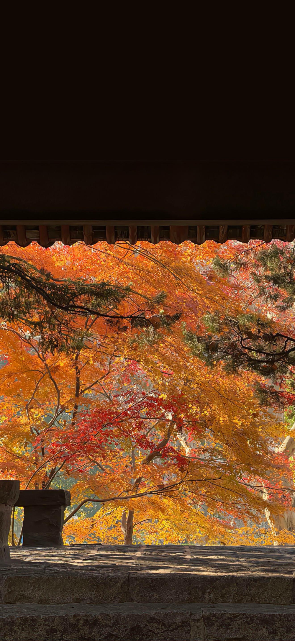 壁纸
图片来源于网络 侵删