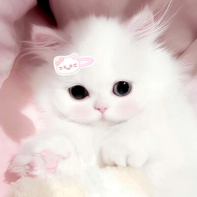 世界是小貓形狀的=ᗜωᗜ=