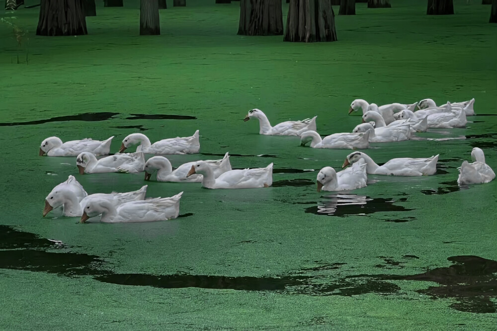 ：病树前头萬木春