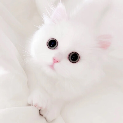 世界是小貓形狀的=ᗜωᗜ=