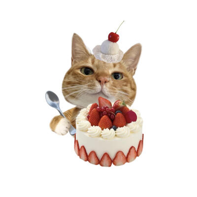 小猫美食白底头像