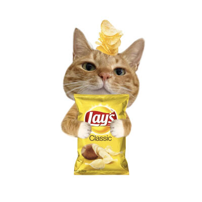小猫美食白底头像