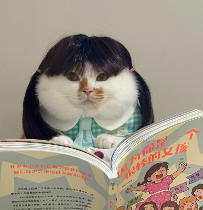 猫猫头像