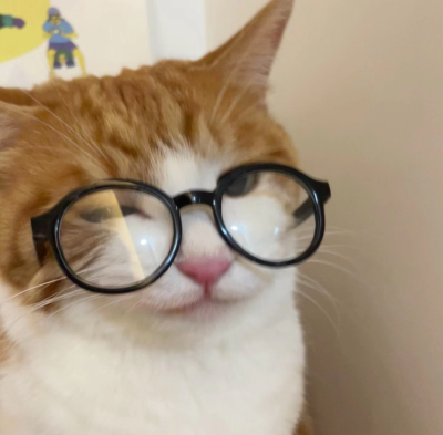 猫猫头像
