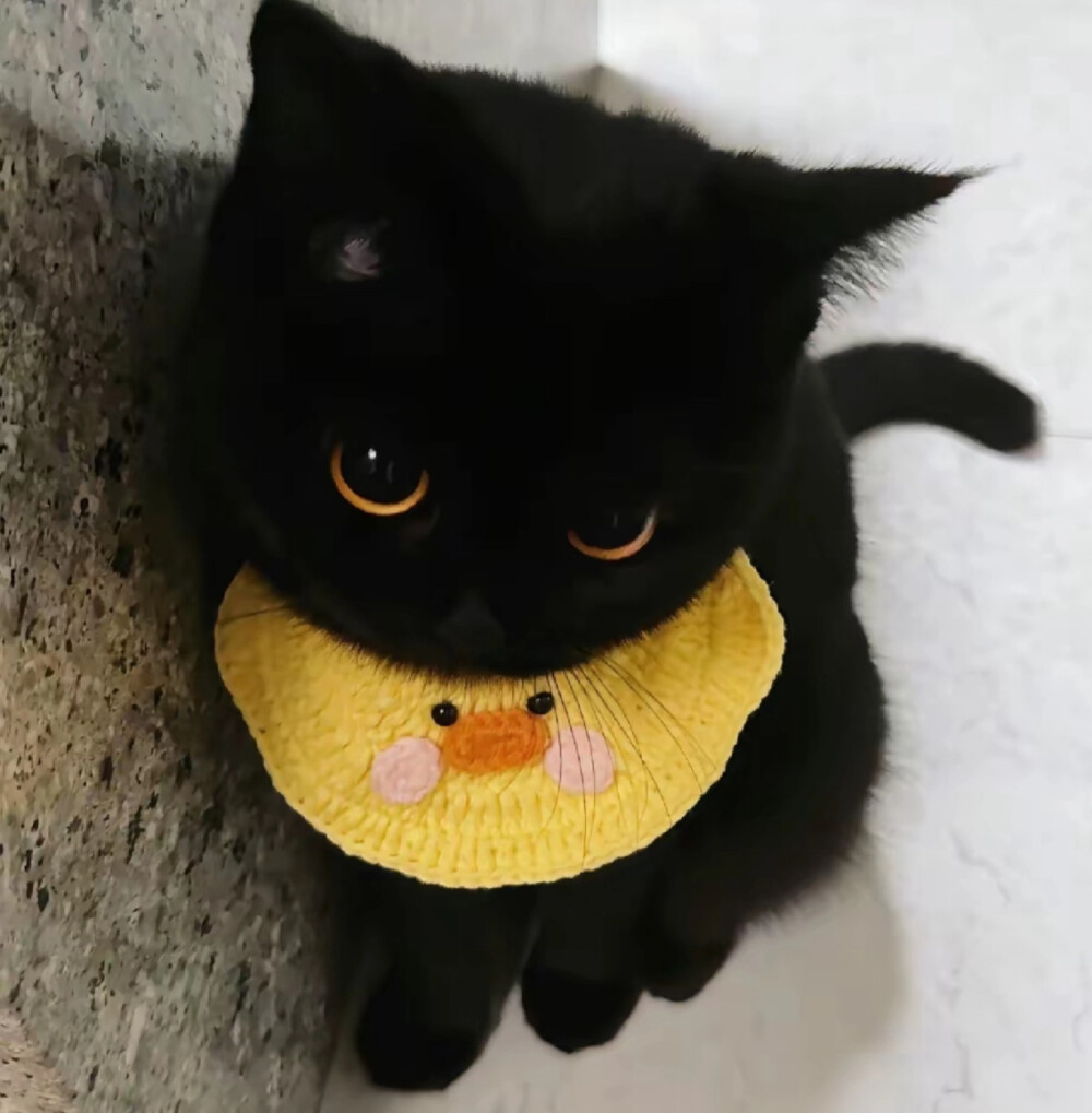 猫猫头像